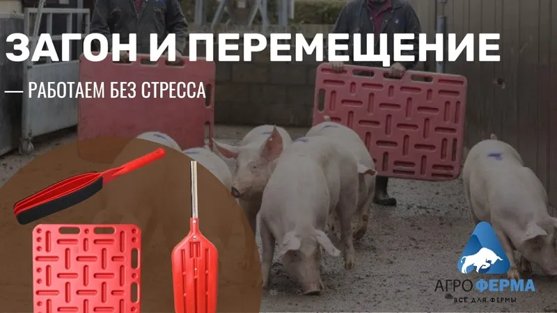 Загон и перемещение.jpg